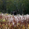 AKFossil > Moose a everyday sighting at work.