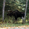 AKFossil > In the wild photo