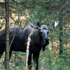 AKFossil > In the wild photo