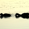 AKFossil > Ducks at Campbell Lake