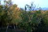 Fall : Random Pictures of the Fall season in Alaska