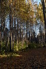 AKFossil > Fall photo