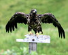 AKFossil > Dutch Harbor, Alaska photo